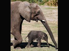 Annual elephant rejuvenation camp from next week
