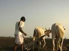 Vidarbha farmers, widows to fast on July 12 over delayed rain woes