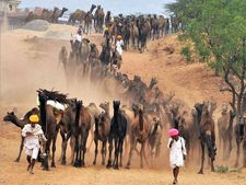 Rajasthan: Pushkar fair comes to an end