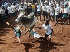 BJP MP supports Jallikattu