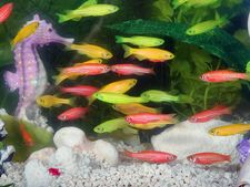 Four new fish species discovered in Kerala