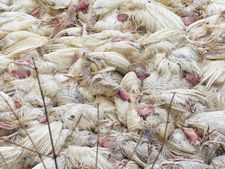 Bird flu outbreak near Hyderabad; 1.45 lakh birds to be killed