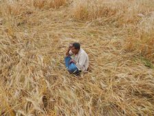 Modi's one year in power saw 1,306 farmer suicides in Maharashtra