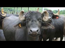 UP: Five get three years in jail for animal cruelty