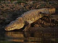 Goa confirms fully grown crocodile sighting on Morjim beach, pics go viral on social media