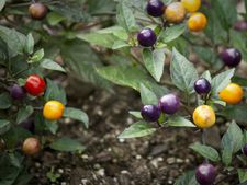 Kitchen gardens boost vegetable output in Kerala