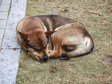 Anger brews as 3-year-old bitten by stray dog