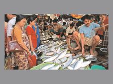 Cry for Hilsa in India-Bangladesh 'border haats'