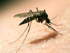 Tripura with no dengue death records 16 malaria deaths in 2015