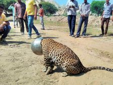 Video: Leopard's head trapped inside a metal pot in Rajasthan