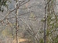 Red sandalwood smugglers now armed with acid bombs