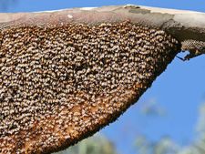 Bees attack Gurgaon police station
