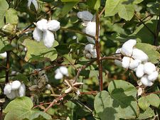 One more GM cotton on the way -- this one's home-grown