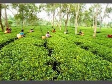 Pan-India tea auction fails to generate fair price: ITA Assam