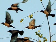 Drought in Telangana hits migratory birds 