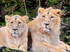 Gir National Park to remain closed during monsoon