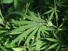 AP: 2 held for smuggling 190 kg cannabis