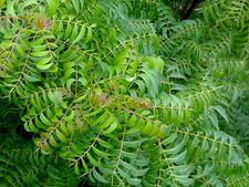 Rajasthan: Labourer gives neem plant as dowry; in-laws accept it