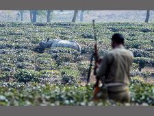 Rhino killings in Assam: Forest staff battle outdated arms, irregular salaries