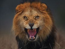 Lion dies in Bhopal's Van Vihar National Park