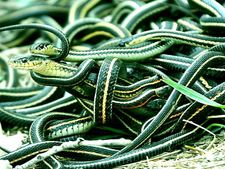 YIKES! 70 deadly Cobras, Vipers seized from house in Pune