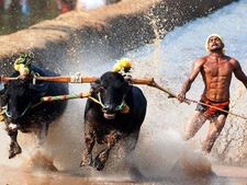 Protests against ban on Kambala intensify