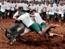 Jallikattu ban: Over 500 arrested at Alanganallur, Madurai