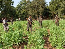 UP: Poppy plants seized from a village in Shamli, one held