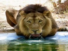 Meat shortage hits UP zoos, 'Lion King' forced to eat chicken