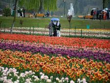 Kashmir Tulip Garden opens for visitors
