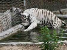 Gujarat: Coolers, sprinklers installed at zoo for animals to beat the heat