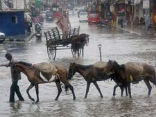 Horse breaks into car's windshield in Jaipur