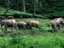 Uttarakhand: Herd of jumbos stray into Doon residential area, create panic