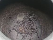 More than 100 baby cobras found in labourer's house in Odisha