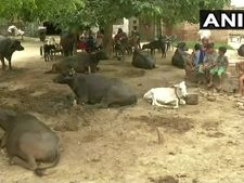Haryana: Suspected cattle thief beaten to death in Palwal