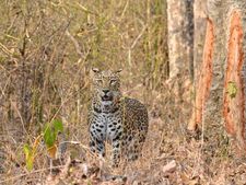 Uttarakhand: Leopard kills woman in Rajaji Park