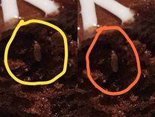 Not competitors, pests are the biggest problem for IKEA in India: Here's why