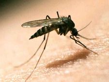 Zika cases rise to 100 in Jaipur, Centre sends team to change insecticides