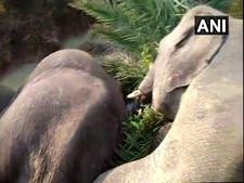 Odisha: Seven elephants electrocuted in Dhenkanal district