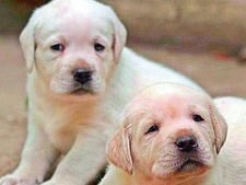 Hyderabad: 4 puppies burnt alive in front of helpless mother; cops scan CCTV footage for clues