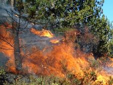 Uttarakhand battling with raging forest fires