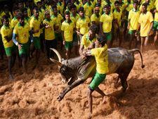 TN: With Pongal round the corner, bulls and bull tamers get ready for Jallikattu