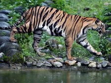 10-year-old tiger's carcass found at Corbett
