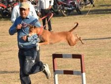 West Bengal: Rescued stray dog becomes top member of elite sniffer club