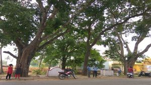 UP: Noida Authority to plant over 1.87 lakh saplings on Independence Day