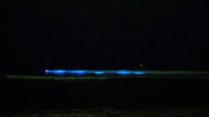Images of a blue glow on the beach that left Chennai stunned: Bioluminescence explained 