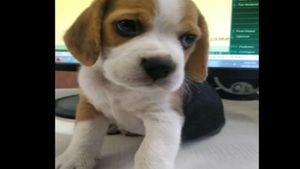 Zomato delivery man kidnaps customer's pet dog after delivering food in Pune