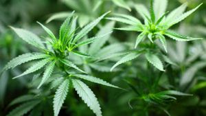 Greater Noida: Over 200 kg of Cannabis worth Rs 25 lakh seized from warehouse, 2 held