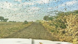 Spraying neem oil on standing crops to be effective in eliminating locust attack