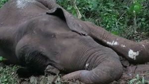 Odisha: Two female elephants electrocuted in Keonjhar